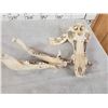 Image 4 : Wild Boar Hog Skull Taxidermy