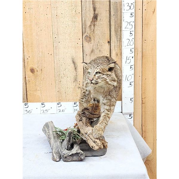 Bobcat Full Body Taxidermy Mount
