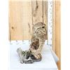Image 1 : Bobcat Full Body Taxidermy Mount