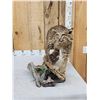 Image 2 : Bobcat Full Body Taxidermy Mount