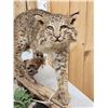 Image 3 : Bobcat Full Body Taxidermy Mount