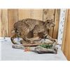 Image 4 : Bobcat Full Body Taxidermy Mount