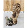 Image 5 : Bobcat Full Body Taxidermy Mount