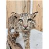 Image 6 : Bobcat Full Body Taxidermy Mount