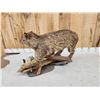 Image 7 : Bobcat Full Body Taxidermy Mount