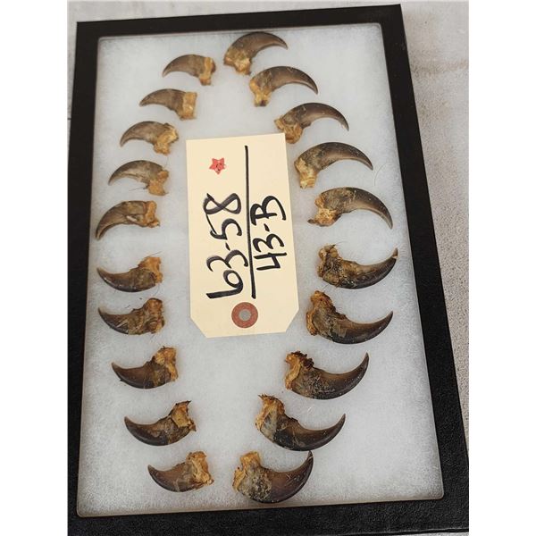 Set Of 20 Black Bear Claws Taxidermy