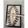 Image 2 : Set Of 20 Black Bear Claws Taxidermy