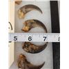 Image 3 : Set Of 20 Black Bear Claws Taxidermy