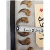 Image 4 : Set Of 20 Black Bear Claws Taxidermy