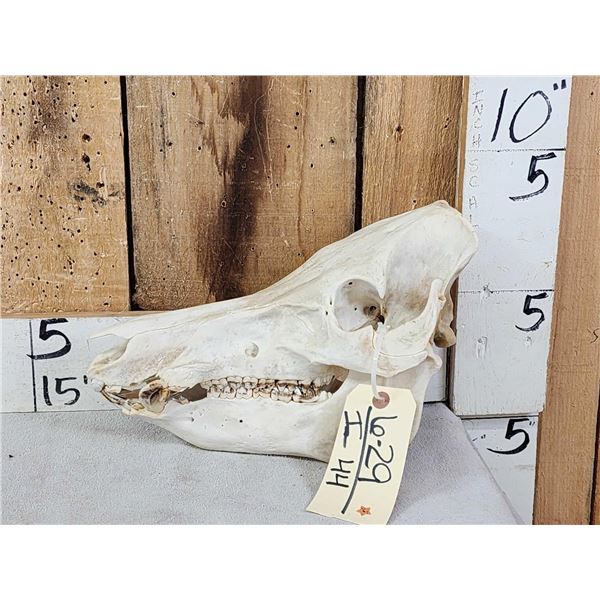 Wild Boar Hog Skull Taxidermy
