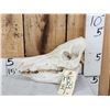 Image 1 : Wild Boar Hog Skull Taxidermy