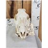 Image 2 : Wild Boar Hog Skull Taxidermy
