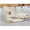 Image 3 : Wild Boar Hog Skull Taxidermy