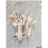Image 4 : Wild Boar Hog Skull Taxidermy