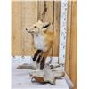 Image 1 : Red Fox Full Body Taxidermy Mount