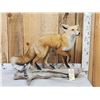Image 2 : Red Fox Full Body Taxidermy Mount