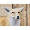 Image 3 : Red Fox Full Body Taxidermy Mount