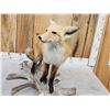 Image 4 : Red Fox Full Body Taxidermy Mount