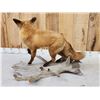 Image 5 : Red Fox Full Body Taxidermy Mount
