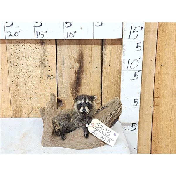 Baby Raccoon On Driftwood Taxidermy