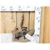 Image 1 : Baby Raccoon On Driftwood Taxidermy
