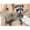 Image 2 : Baby Raccoon On Driftwood Taxidermy