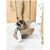 Image 3 : Baby Raccoon On Driftwood Taxidermy