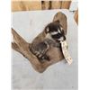 Image 4 : Baby Raccoon On Driftwood Taxidermy