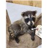 Image 5 : Baby Raccoon On Driftwood Taxidermy