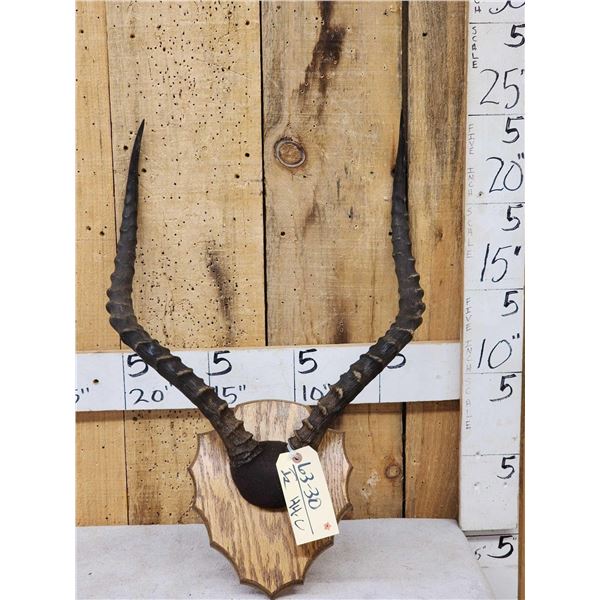 Big African Impala Horns On Plaque
