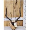 Image 1 : Big African Impala Horns On Plaque