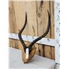 Image 2 : Big African Impala Horns On Plaque