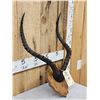 Image 3 : Big African Impala Horns On Plaque