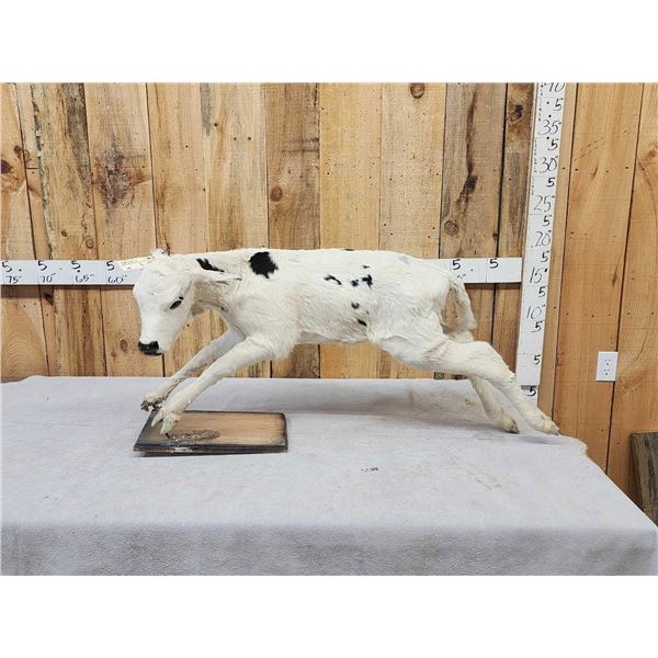 Holstein Calf Full Body Taxidermy Mount