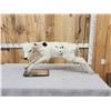 Image 1 : Holstein Calf Full Body Taxidermy Mount