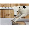 Image 2 : Holstein Calf Full Body Taxidermy Mount