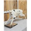 Image 3 : Holstein Calf Full Body Taxidermy Mount