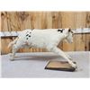 Image 4 : Holstein Calf Full Body Taxidermy Mount