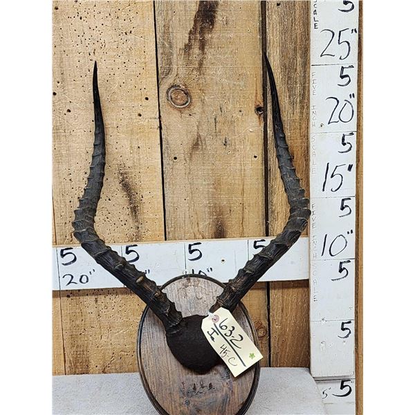 Big American Impala Horns On Plaque Taxidermy