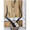 Image 1 : Big American Impala Horns On Plaque Taxidermy