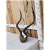 Image 2 : Big American Impala Horns On Plaque Taxidermy
