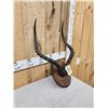 Image 3 : Big American Impala Horns On Plaque Taxidermy