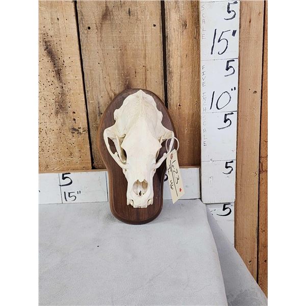 Black Bear Skull On Plaque