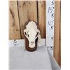 Image 1 : Black Bear Skull On Plaque