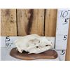 Image 2 : Black Bear Skull On Plaque
