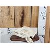 Image 3 : Black Bear Skull On Plaque