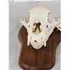 Image 4 : Black Bear Skull On Plaque