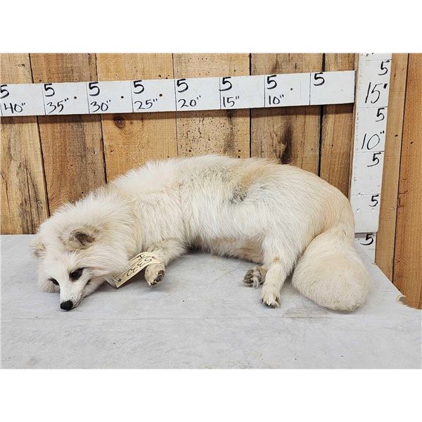 Japanese Raccoon Dog Full Body Taxidermy Mount