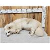 Image 1 : Japanese Raccoon Dog Full Body Taxidermy Mount