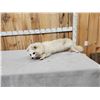 Image 2 : Japanese Raccoon Dog Full Body Taxidermy Mount